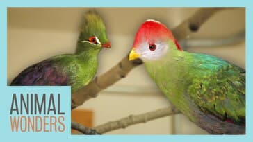 Our Turacos: New Homes, Training, and More