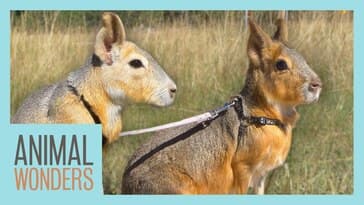 Can You Walk Two Cavies At the Same Time?