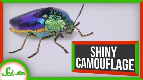 These Beetles Are Bright and Shiny… For Camouflage