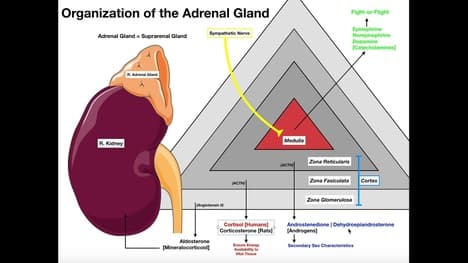 Organization of the Adrenal Glands & Histology