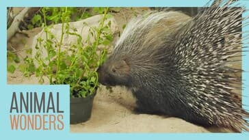 How To Keep Them Happy - Porcupine, Lizard, Skunk!