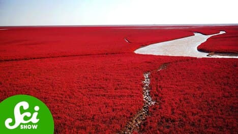 Something Weird Is Happening With This Bright Red Beach
