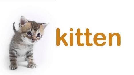 Meet the Pet Animals: Introduction to Common Household Pets