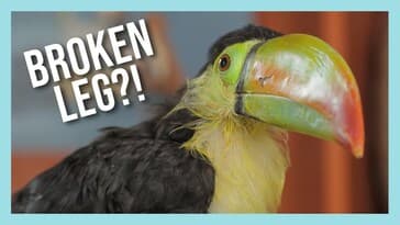 Rescued Baby Toucan