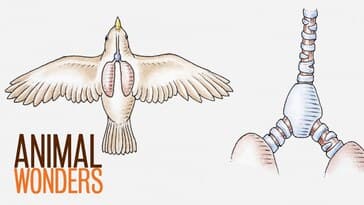 Why and How Parrots Talk