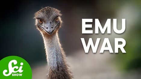 Humans Lost The Emu War