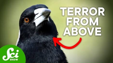 The 7 Scariest Creatures in Australia That You Probably Don't Know About