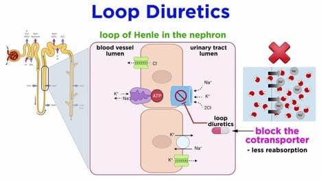 Cardiovascular Volume-Regulating Drugs