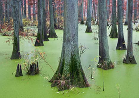 Algae: Diverse and Vital Organisms of Our Ecosystems