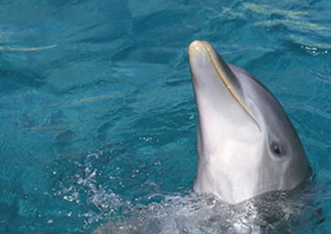 Echolocation: Dolphins