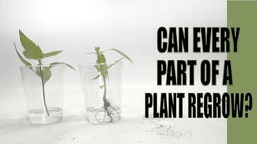 Can every part of a plant regrow?