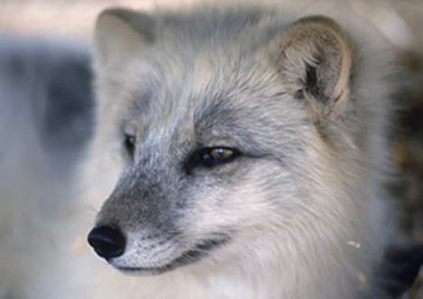 Breeding and Behaviour