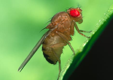 Factpack: Fruit Flies