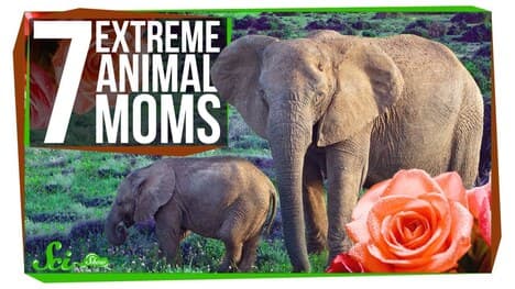 7 Extreme Animal Moms