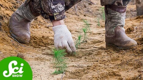 Reforestation Does Not Begin With Planting Trees