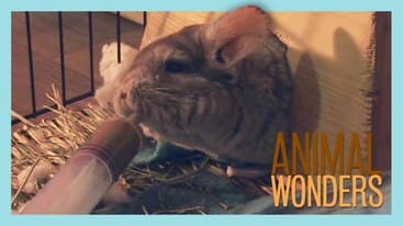 New Chinchilla Rescue Update