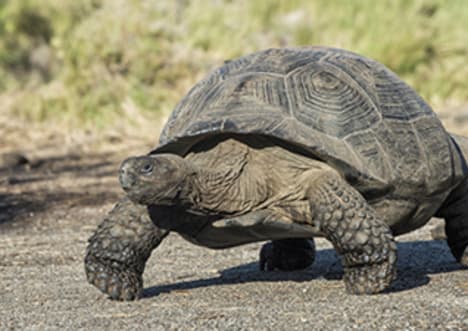 Tortoises