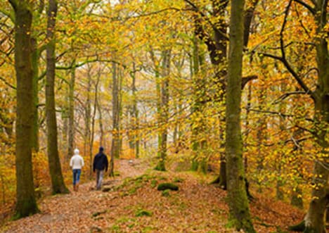 Ecosystem Management: Deciduous Forests