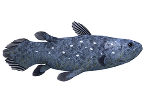 How Did Amphibians Evolve?