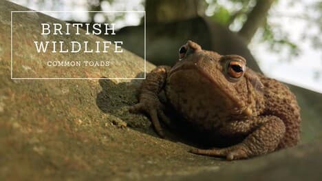 Common Toads: The Complete Guide
