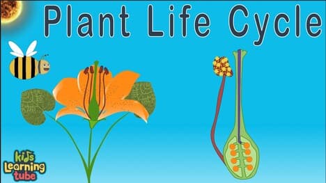 Plant Life Cycle /Seed Germination