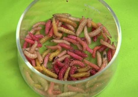 Aerobic Respiration: Observing Oxygen Use in Maggots