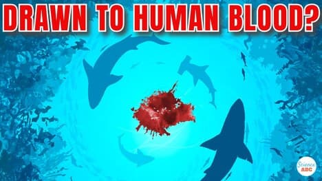 Are Sharks Attracted to 'Human' Blood?
