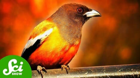 The Birds That Eat Fire