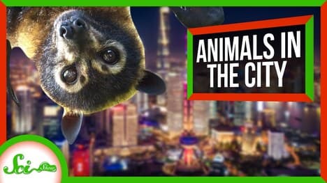 6 Animals Living Their Best Lives in Cities | Synurbic Species