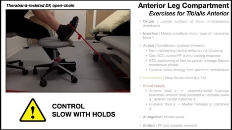 Tibialis Anterior | Anatomy, Function & Exercises