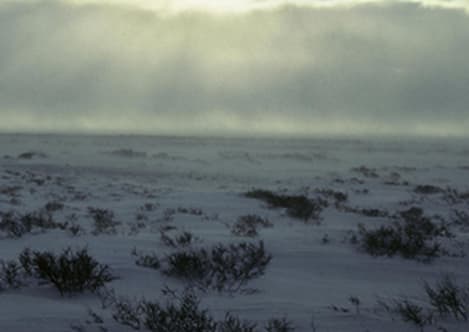 The Arctic tundra environment