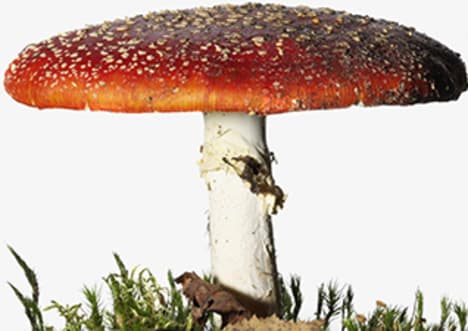 World's largest organism