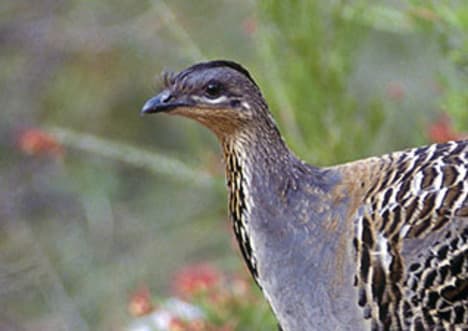 Malleefowl