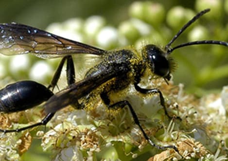 Fairy wasp
