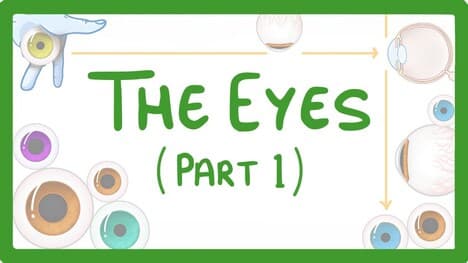 GCSE Biology - How the Eye Works (Part 1) - Structure of the Eye & Iris Reflex #31