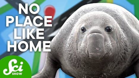 The Secret Behind Elephant Seals Migration