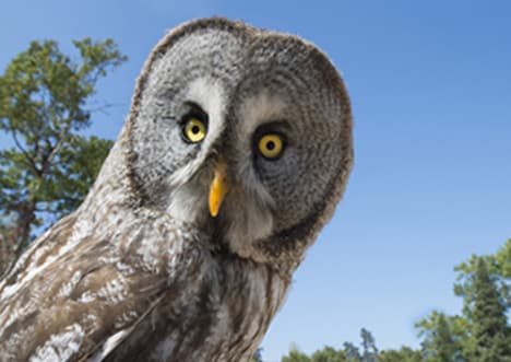 Great Grey Owl