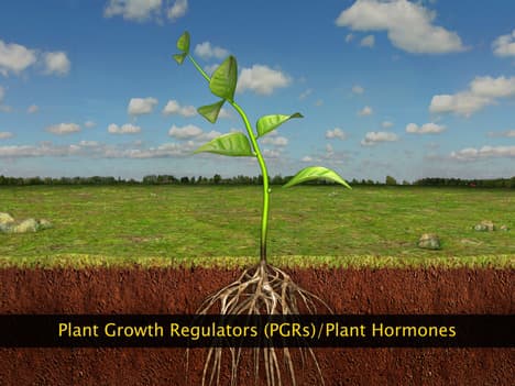 Plant Growth Regulators