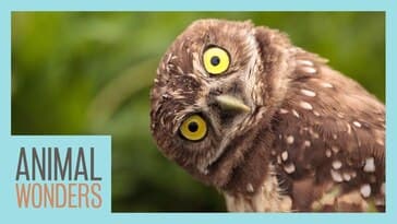 Can Owls Really Turn Their Heads All The Way Around?