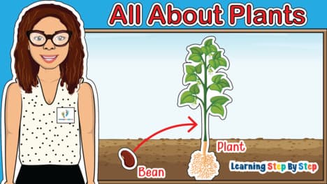 How Do Seeds Become Plants?