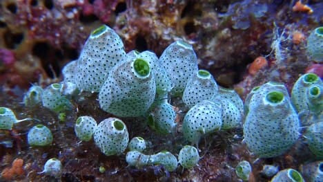 Invertebrate Chordates Part 2: Subphylum Tunicata (Tunicates)
