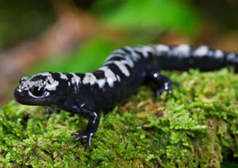 What is an Amphibian?