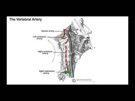 Vertebral Artery | Structure & Functions