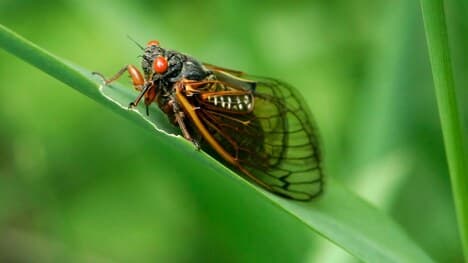 Subclass Pterygota Part 2: Cockroaches, Termites, Lice, Cicadas, and More