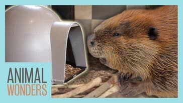 Huckleberry the Beaver Gets a New Igloo!
