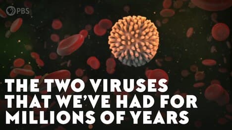 The Two Viruses That We’ve Had For Millions of Years