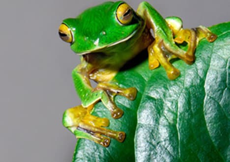Gliding Leaf Frog