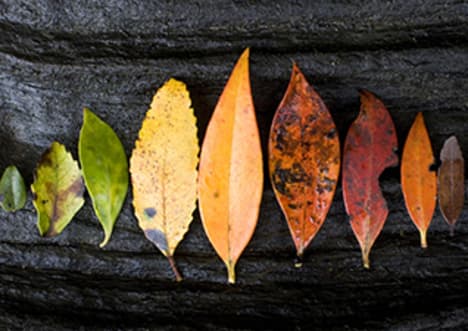 Parts of the Plant: Leaves