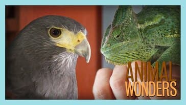 Meet and Greet: Hara and Twirly