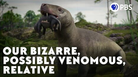 Our Bizarre, Possibly Venomous, Relative